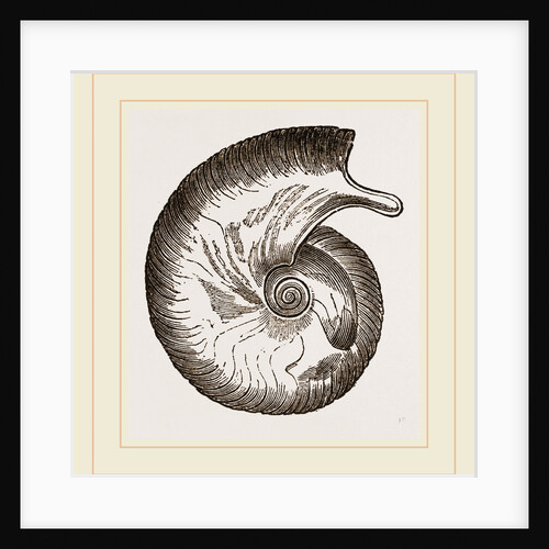 Ammonite by Anonymous