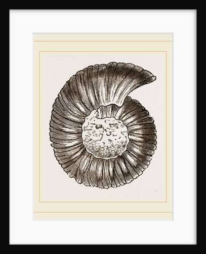 Ammonite by Anonymous