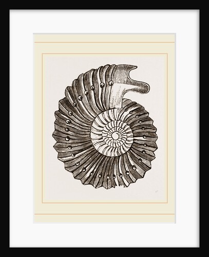 Ammonite by Anonymous