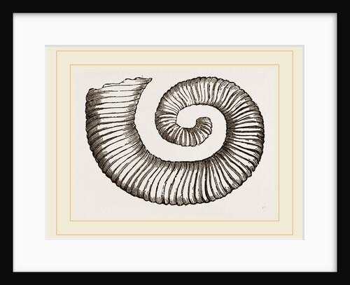 Duval's Crioceratite by Anonymous