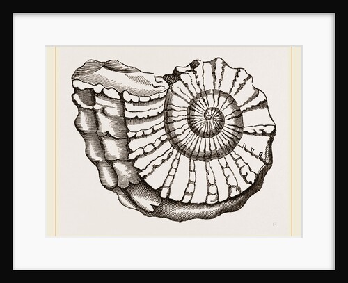 Ammonite Mouth imperfect by Anonymous