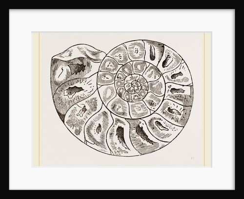 Section of Ammonite by Anonymous