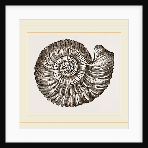 Ammonite Mouth perfect by Anonymous
