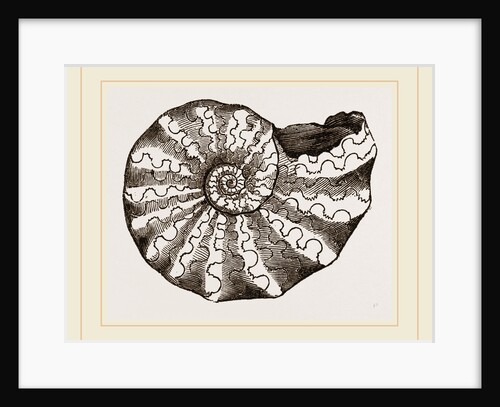 Ammonites nodosus by Anonymous