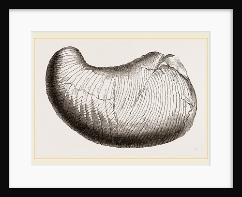 Phragmoceras ventricusurn by Anonymous