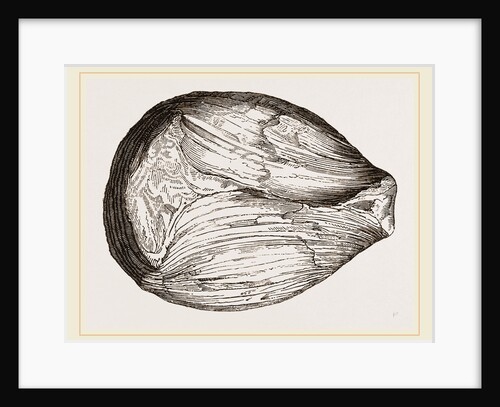 Phragmoceras ventricosum by Anonymous