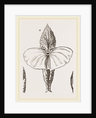 Cymbulia by Anonymous