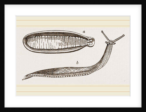 Shielded Slug by Anonymous