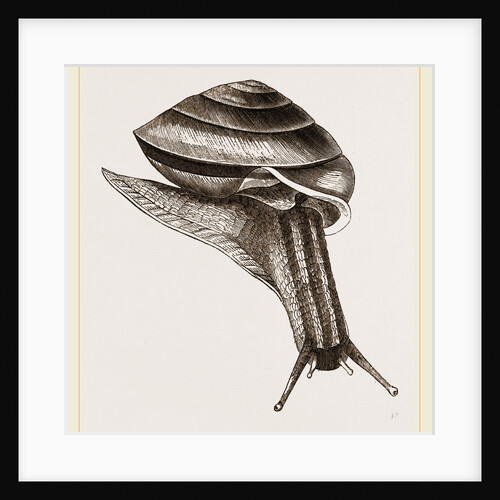 Lamarck's Carocolla by Anonymous
