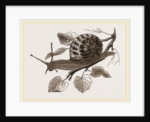 Large Garden Snail by Anonymous