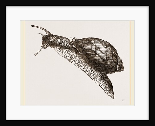 Undulated Plekocheilus by Anonymous