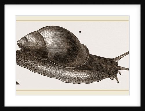 Roseate Bulinus by Anonymous