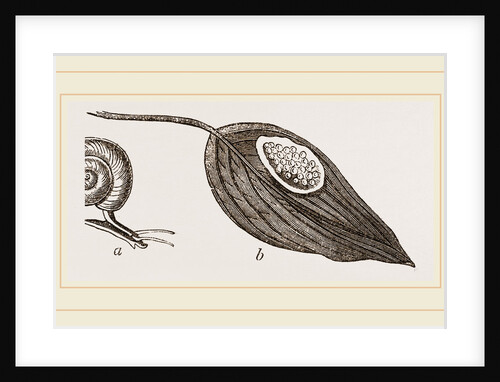 Keeled Planorbis by Anonymous