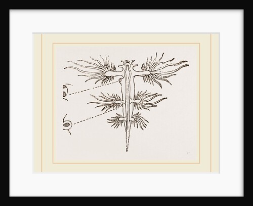 Glaucus by Anonymous