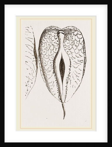 Pterosoma by Anonymous