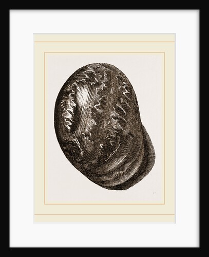 Globose Bulla by Anonymous