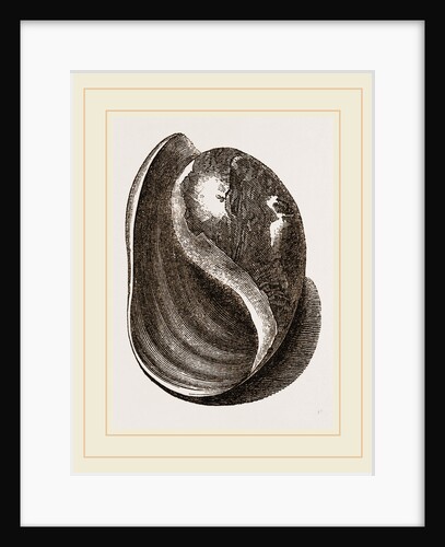 Globose Bulla by Anonymous