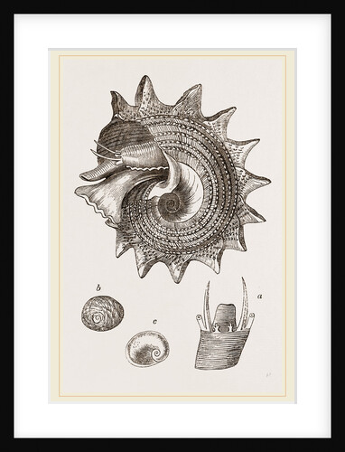 Imperial Trochus by Anonymous