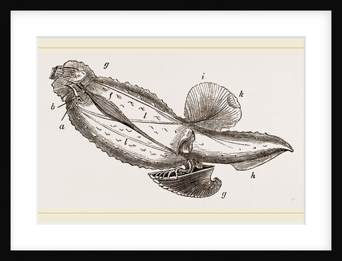 Mediterranean Carinaria by Anonymous