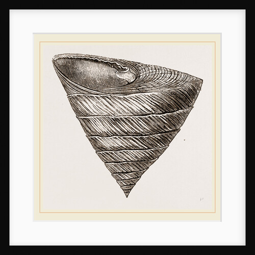 Obelisk Trochus by Anonymous