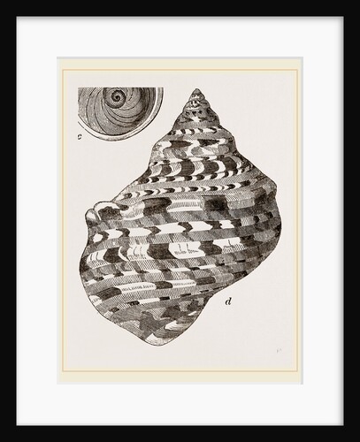 Marbled Turbo by Anonymous