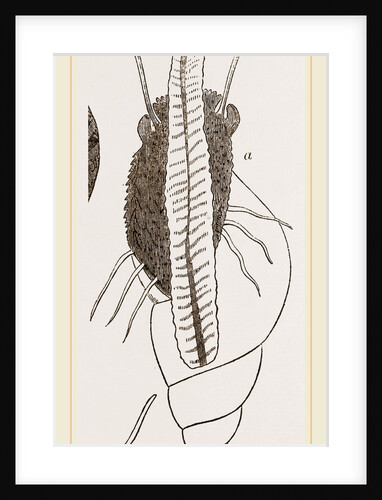 Bulimoid Phasianella by Anonymous