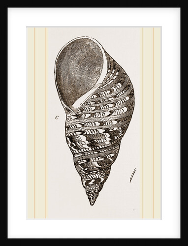 Bulimoid Phasianella by Anonymous