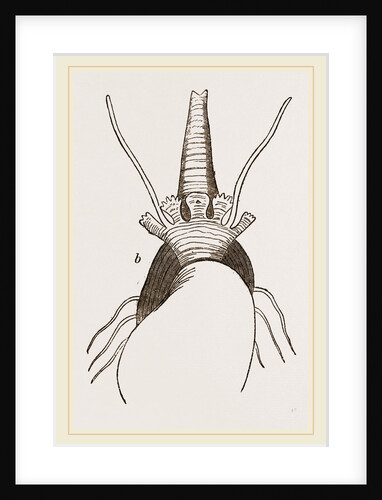 Bulimoid Phasianella by Anonymous