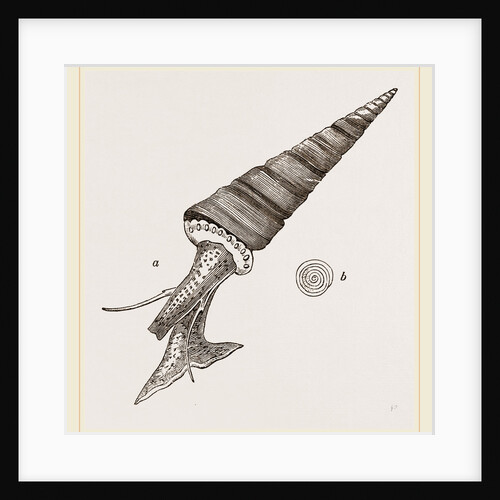 Roseate Turritella by Anonymous