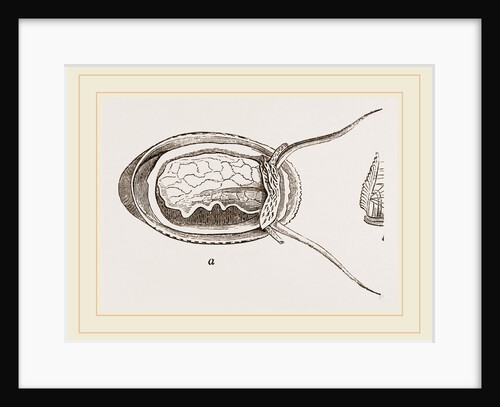 elliptical Navicella by Anonymous