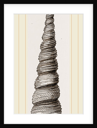 Awl shaped Turritella by Anonymous