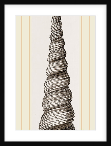 Awl shaped Turritella by Anonymous