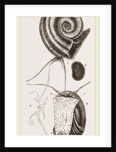 Ram's horn Ampullaria by Anonymous