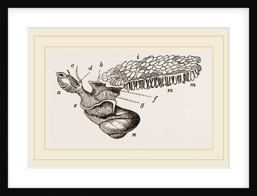 Oceanic Snail swimming by Anonymous