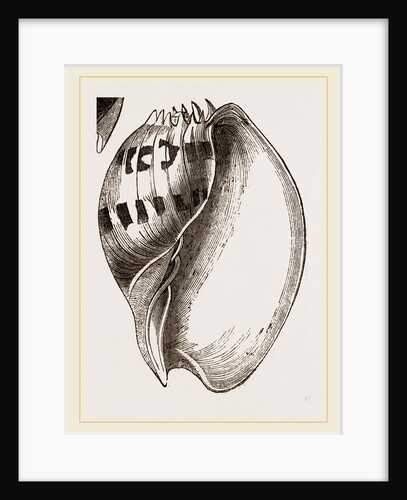 Shell of Melo by Anonymous