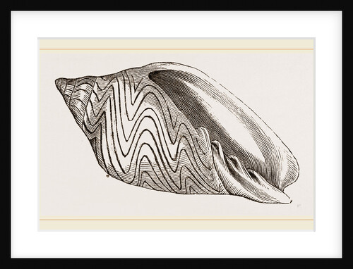 Shell of Undulated Volute by Anonymous