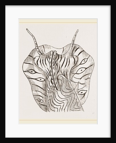 Undulated Volute Anterior Part by Anonymous