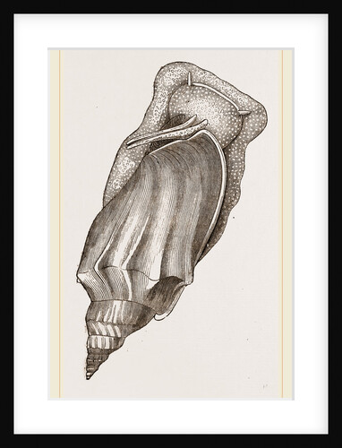 Pacific Volute by Anonymous