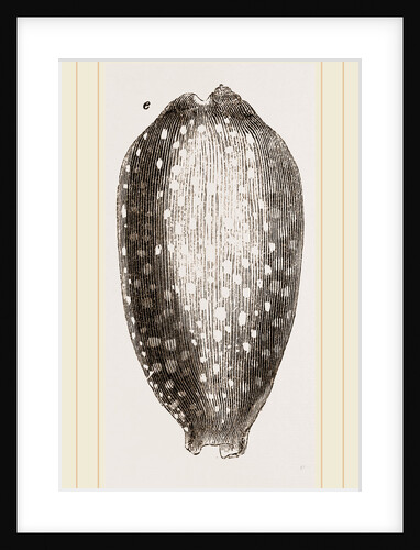 Cowry by Anonymous