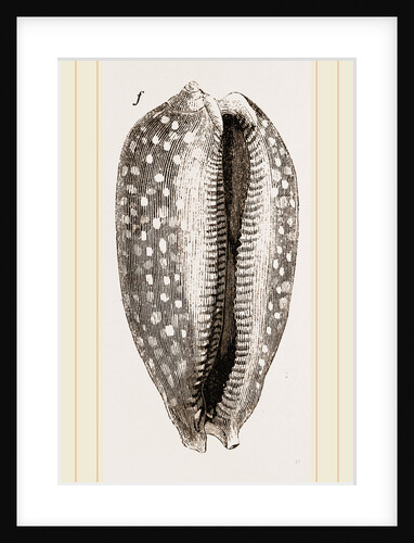 Cowry by Anonymous
