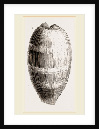 Young Cowry by Anonymous