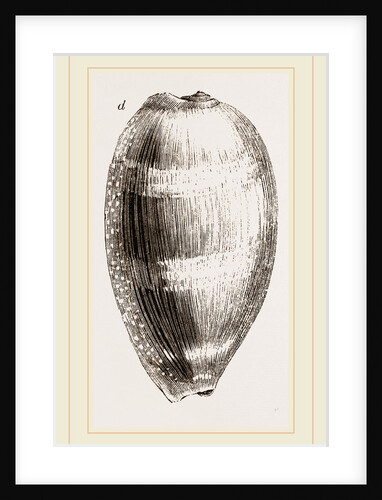 Young Cowry by Anonymous