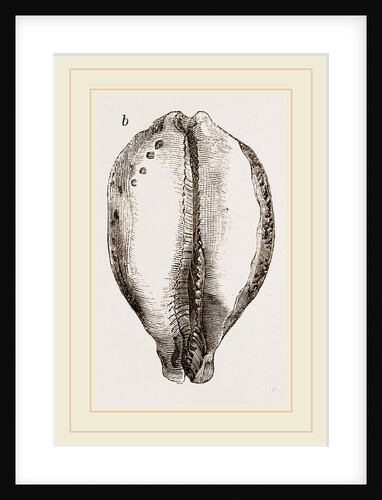 Map Cowry by Anonymous