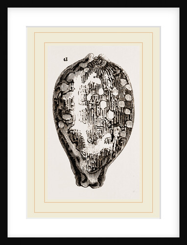 Map Cowry by Anonymous