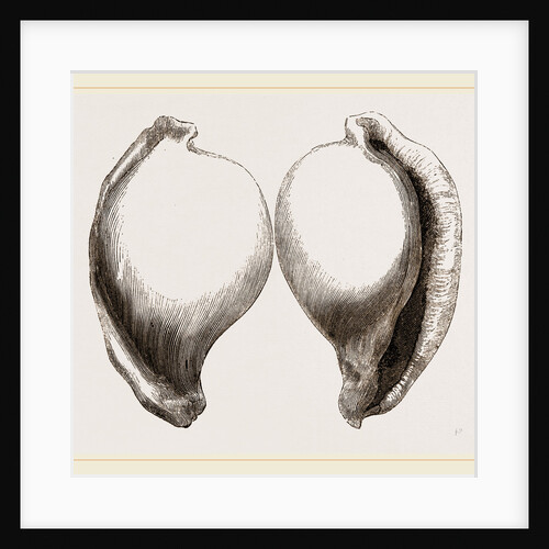 Common Poached-Egg by Anonymous
