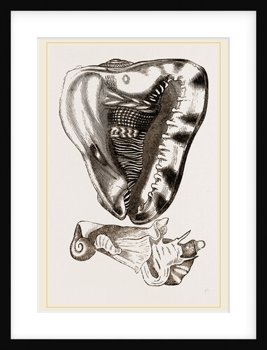 Tuberose Cassis and Mollusk of C. sulcata by Anonymous