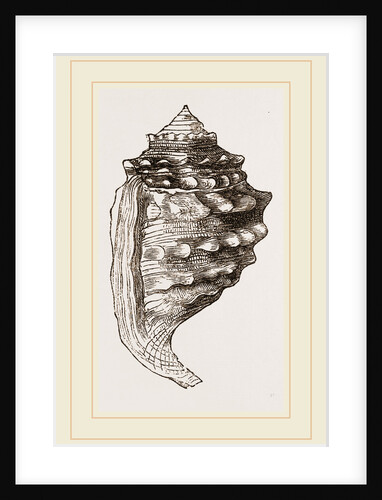 Spinous Cassidaria by Anonymous