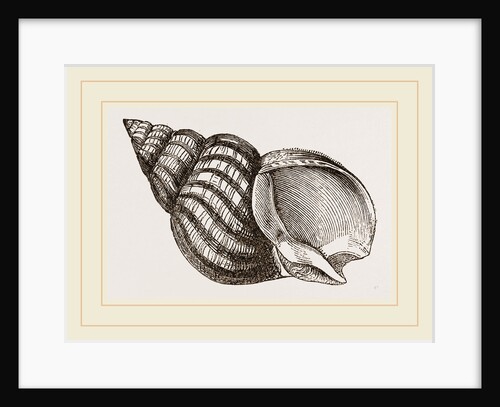 Waved Whelk by Anonymous