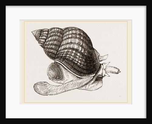 Waved Whelk by Anonymous