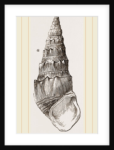 Madagascar Cerithium by Anonymous